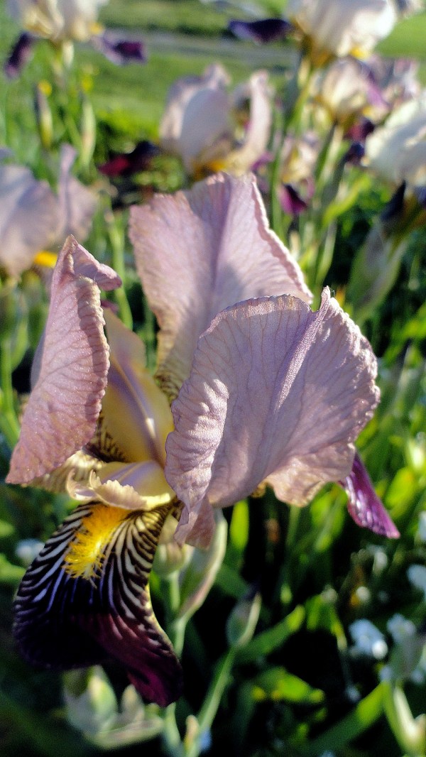 Fading Iris