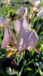 Fading Iris