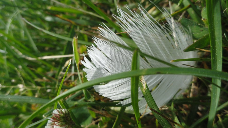 Feather in the Grass