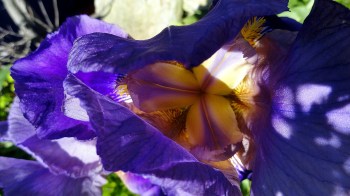 Iris Closeup 1