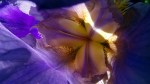 Iris Closeup 2