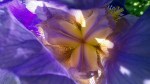 Iris Closeup 3