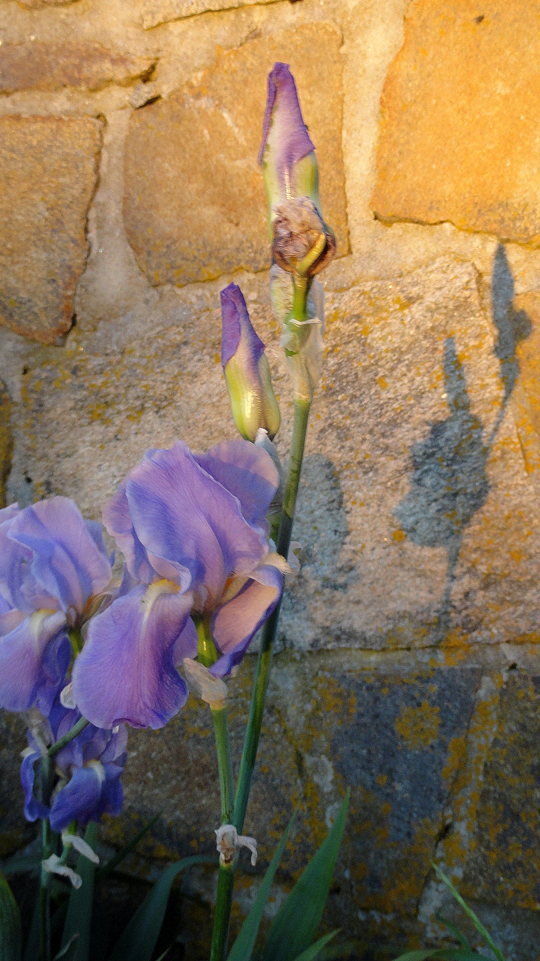 Iris & Stone Wall