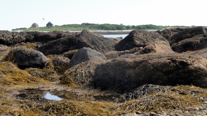 Kelpy Rocks & Cedar Island