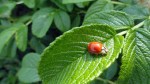 Ladybug on Leaf