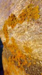 Lichen at Sunset