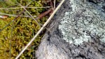 Lichen – Rock –&nbsp;Moss