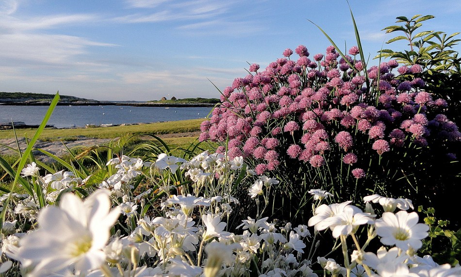 Massed Blossoms & Harbor 2