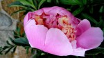 Peony 5