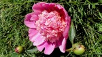 Peony 8