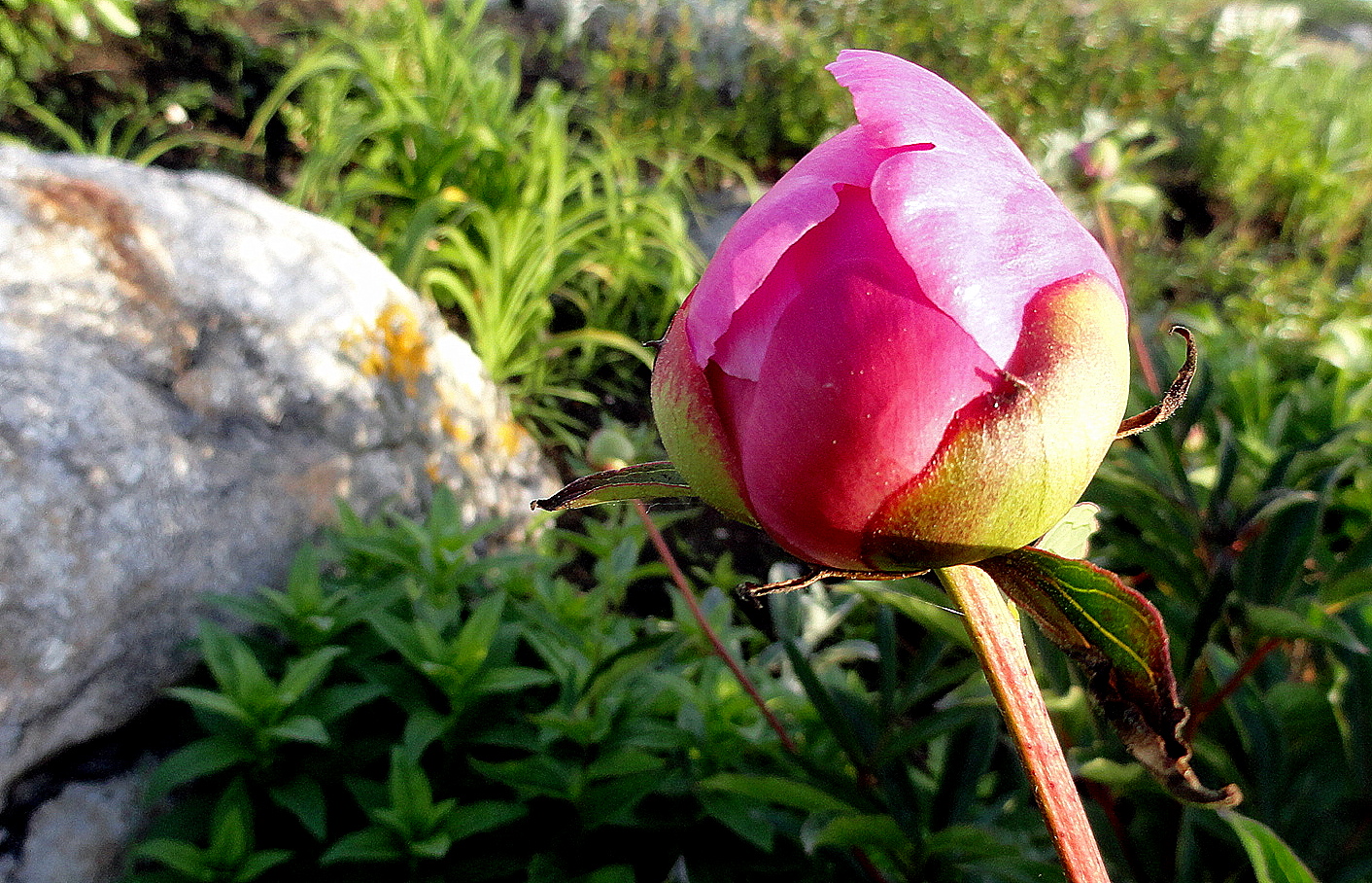 Peony in Bud