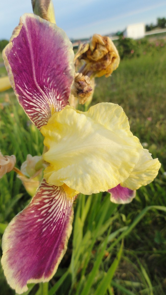 Purple-Yellow Iris