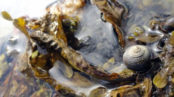 Shell - Snail Lowtide