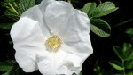 White Rose 2
