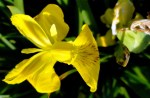 Yellow Iris