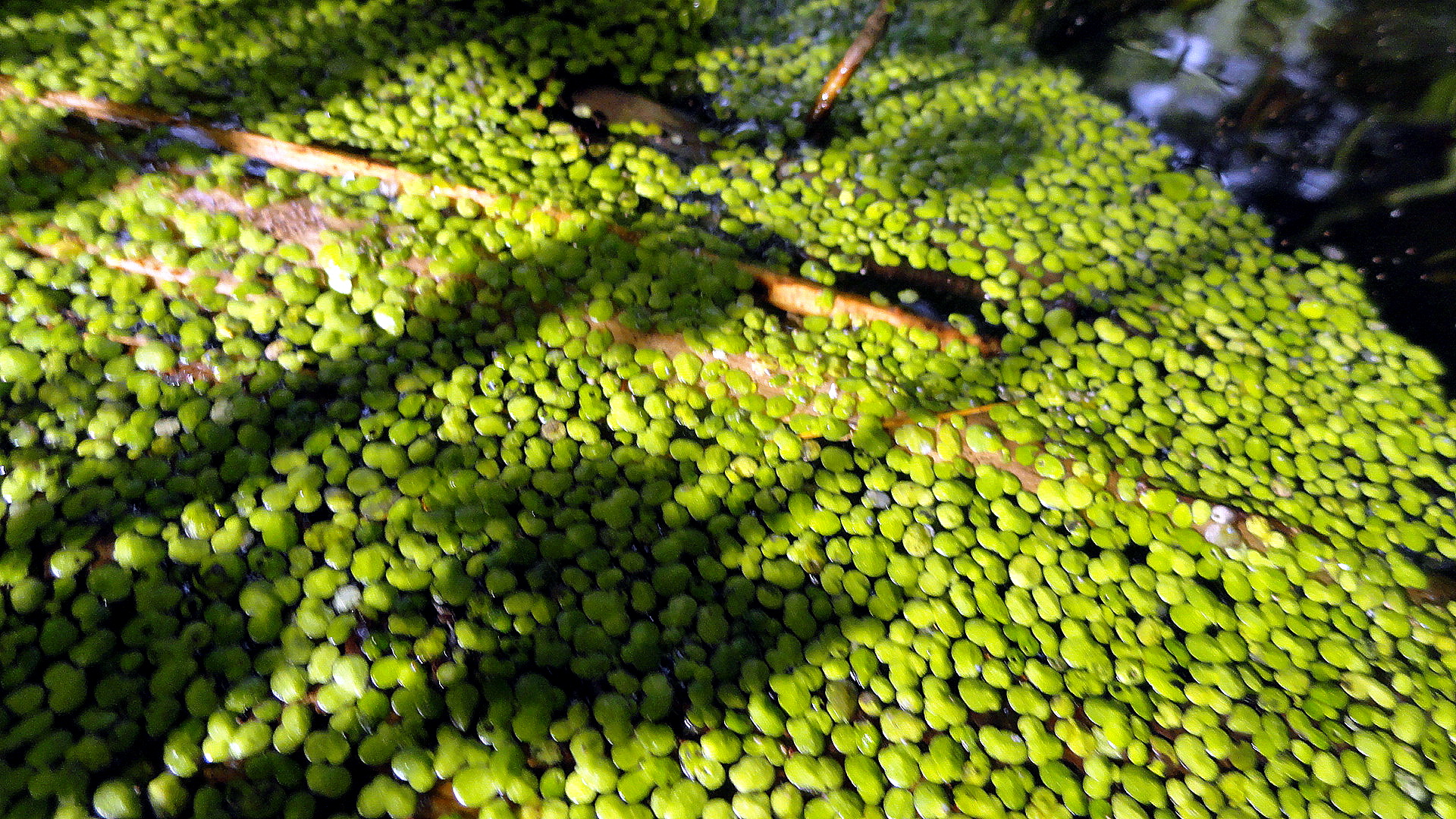 Pond Scum Can Have Shadows