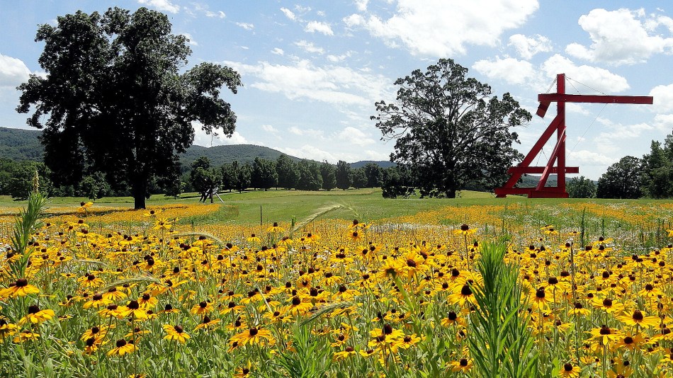 SK Black-Eyed Susans & Grand Art