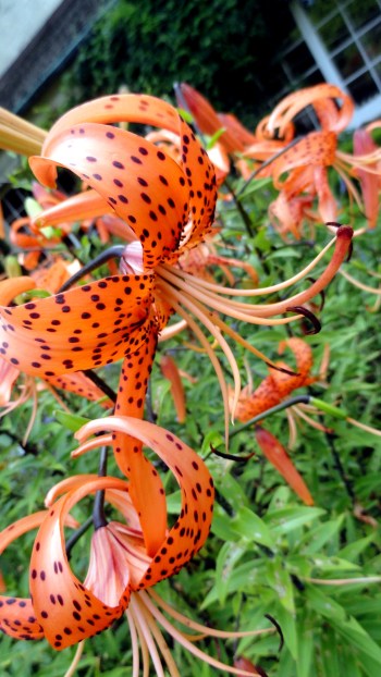 Tiger Lily I think
