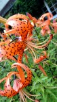 Tiger Lily I&nbsp;think