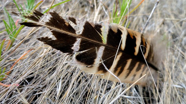 Feather - Nebraska Prairie