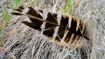 Feather – Nebraska&nbsp;Prairie