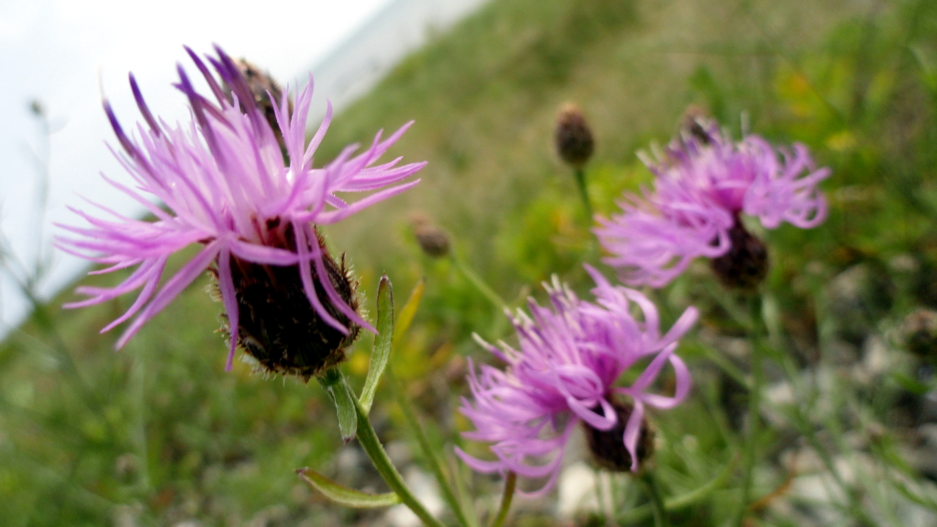 Thistles by Lake Michigan