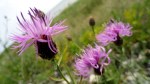 Thistles by Lake&nbsp;Michigan