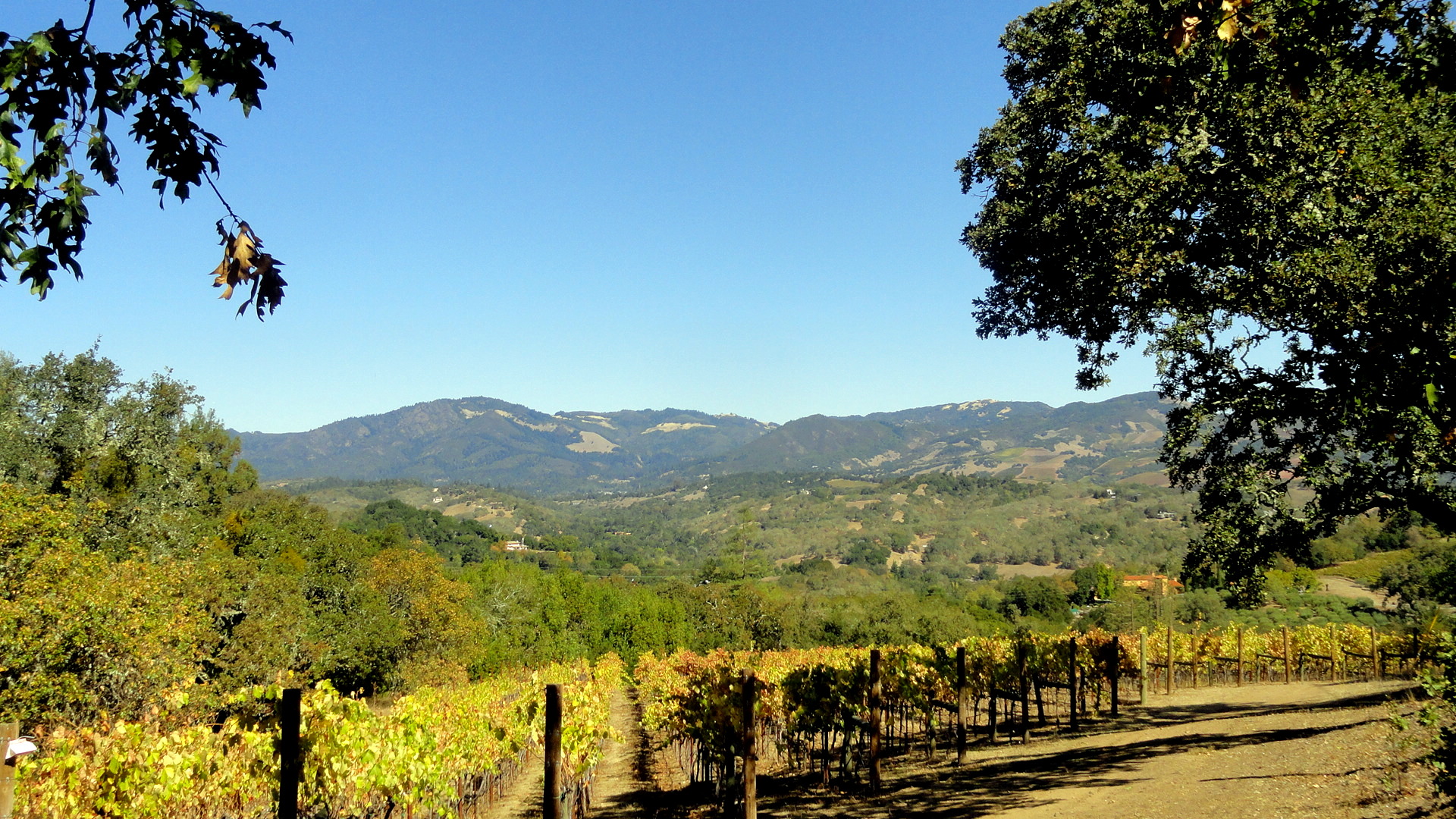 Bennet Valley Vineyard & Mtns