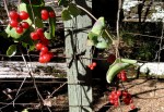 Berries on Fence