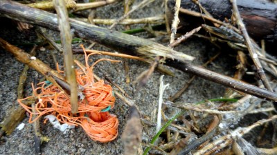 Muir Beach Detritus