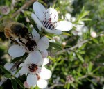 Busy Bee Flowers&nbsp;3