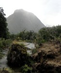 Fallen Tree Along&nbsp;Track