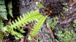 Fern – Lake&nbsp;Matheson