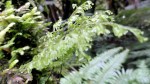 Ferns at Lake&nbsp;Matheson