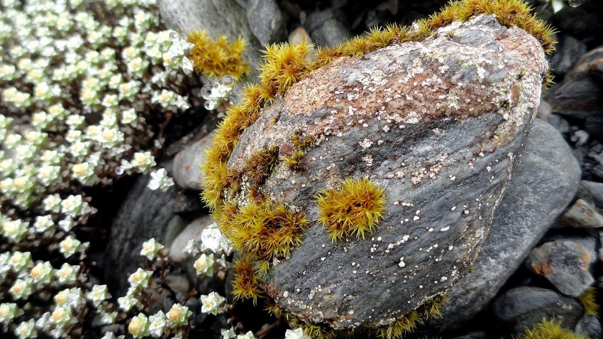Rock Lichen & Flower