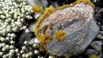 Rock Lichen &&nbsp;Flower