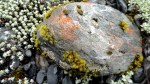 Rock & Lichen