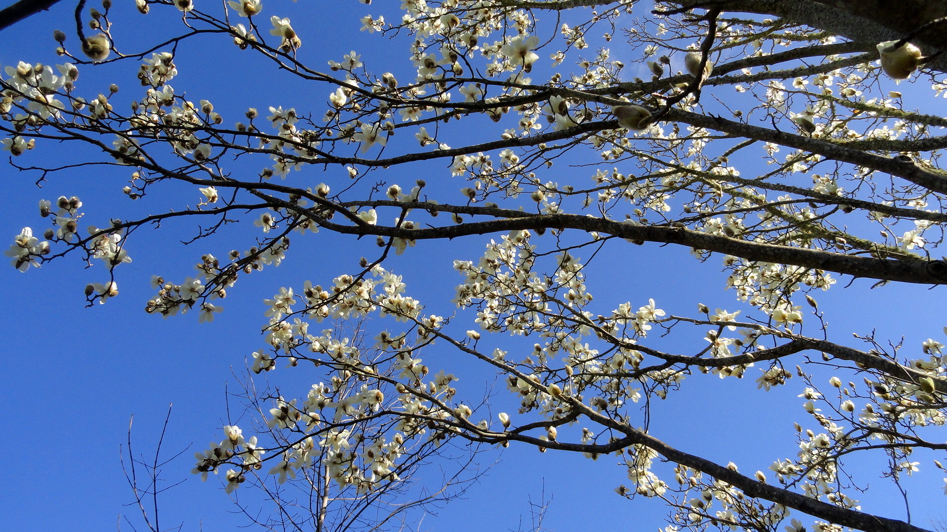 Flowering Trees & Sky