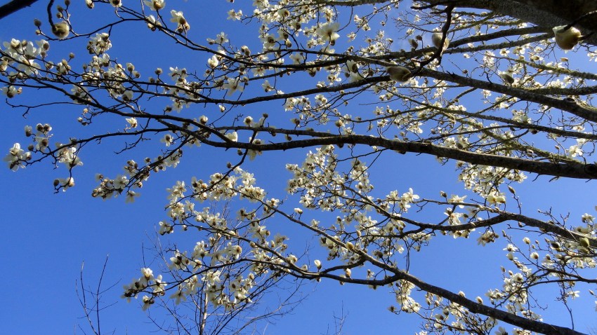 Flowering Trees & Sky