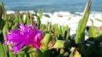 Ice Plant &&nbsp;Breakers