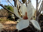 Magnolia Blossom Quarryhill