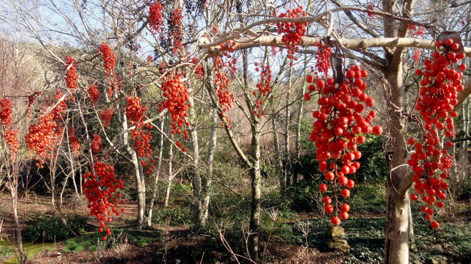 Red Berries
