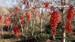 Red Berries