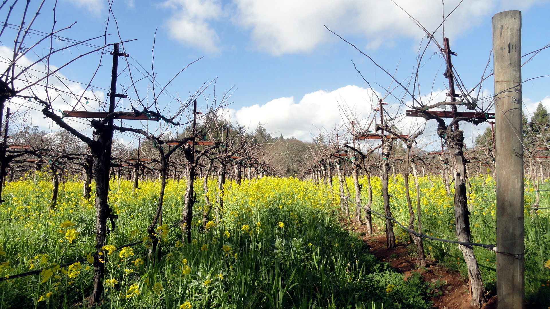 Vineyards & Mustard Flowers