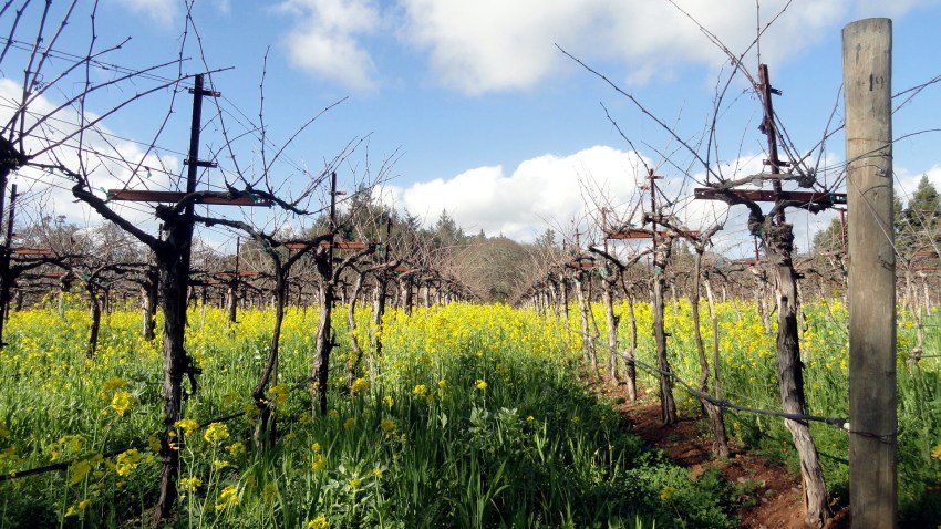 Vineyards & Mustard Flowers