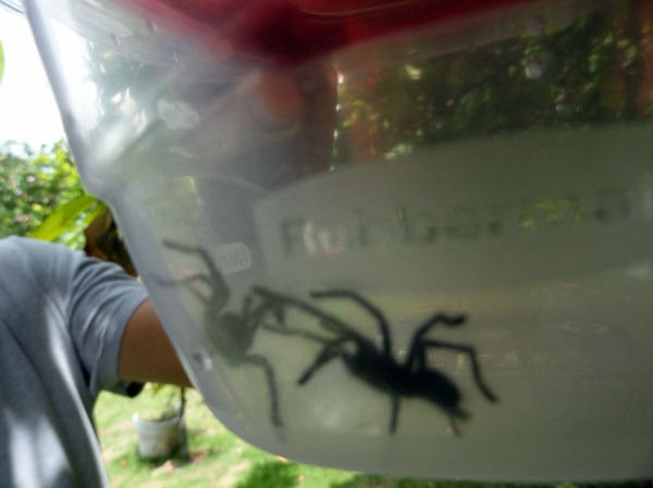 Baby Tarantulas