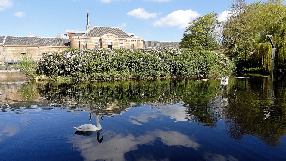 Paleis Tuin Pond Swan
