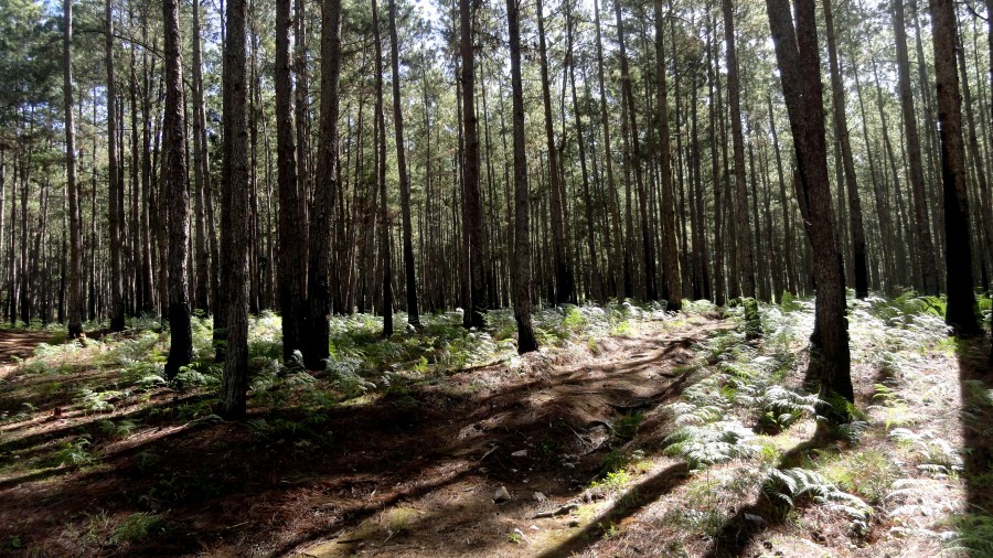 La Visite Forest & Ferns