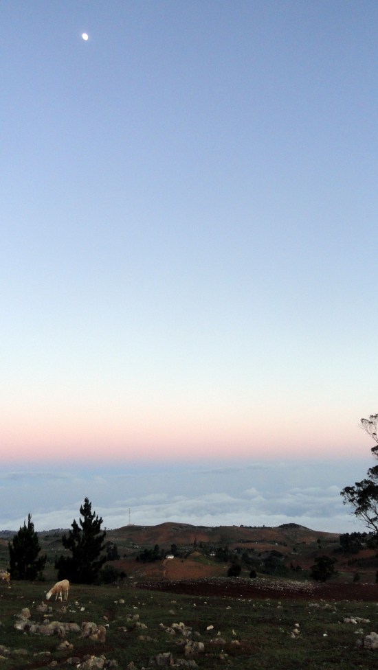 Sunset Field w Moon & Sheep