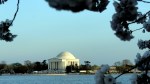 Cherry Blooms & Jefferson&nbsp;Monument